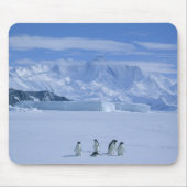Adelie Penguins, Pygoscelis adeliae), Muismat (Voorkant)