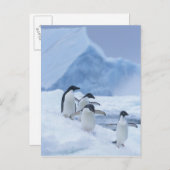 Adelie Penguins (Pygoscelis adeliae) op ijs, Briefkaart (Voorkant / Achterkant)