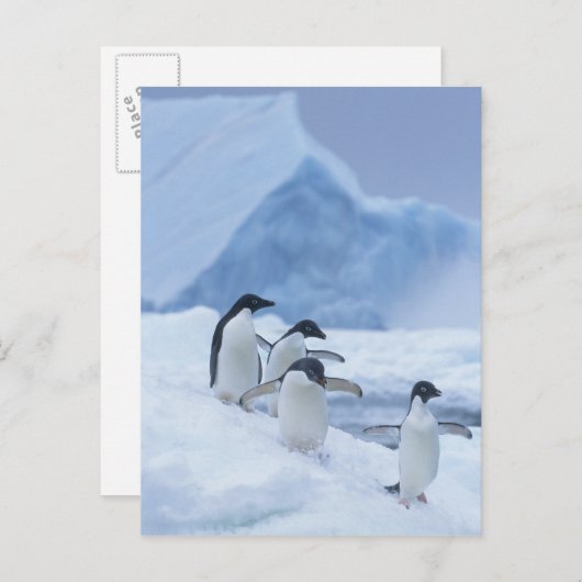 Adelie Penguins (Pygoscelis adeliae) op ijs, Briefkaart (Voorkant / Achterkant)