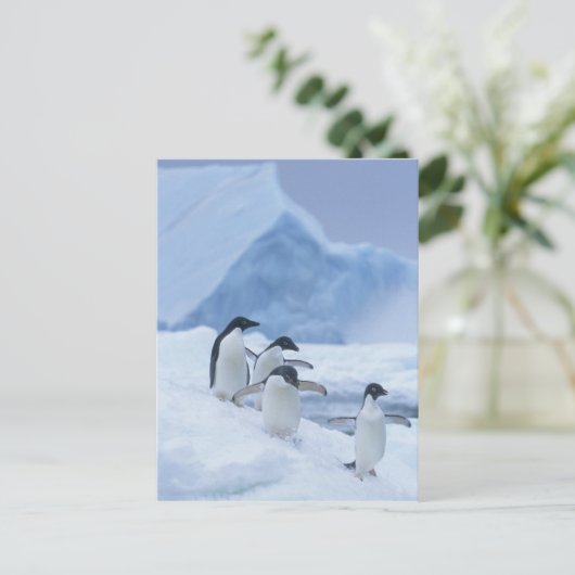 Adelie Penguins (Pygoscelis adeliae) op ijs, Briefkaart (Staand voorkant)