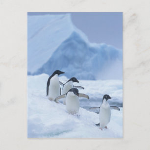Adelie Penguins (Pygoscelis adeliae) op ijs, Briefkaart