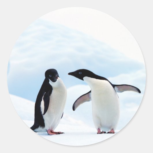 Adelie Penguins Ronde Sticker (Voorkant)