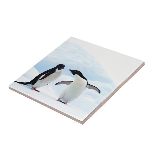 Adelie Penguins Tegeltje (Zijkant)