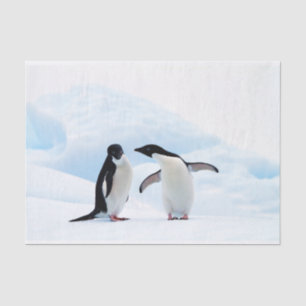 Adelie Penguins Tissuepapier