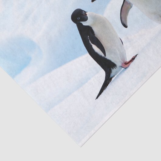 Adelie Penguins Tissuepapier (Detail)