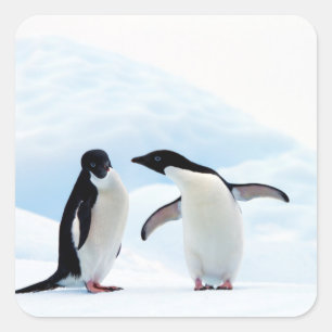 Adelie Penguins Vierkante Sticker