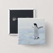 Adelie pinguïn, Antarctica Vierkante Button 5,1 Cm (Voorkant /achterkant)