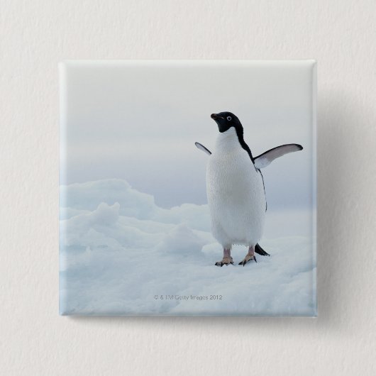 Adelie pinguïn, Antarctica Vierkante Button 5,1 Cm (Voorkant)