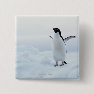 Adelie pinguïn, Antarctica Vierkante Button 5,1 Cm