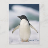 Adelie pinguïn, close-up briefkaart (Voorkant)