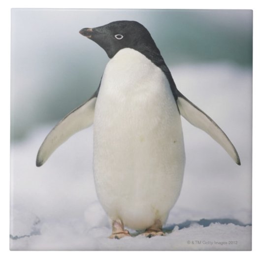 Adelie pinguïn, close-up tegeltje (Voorkant)