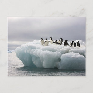 Adelie Pinguïn Pygoscelis adeliae), Briefkaart