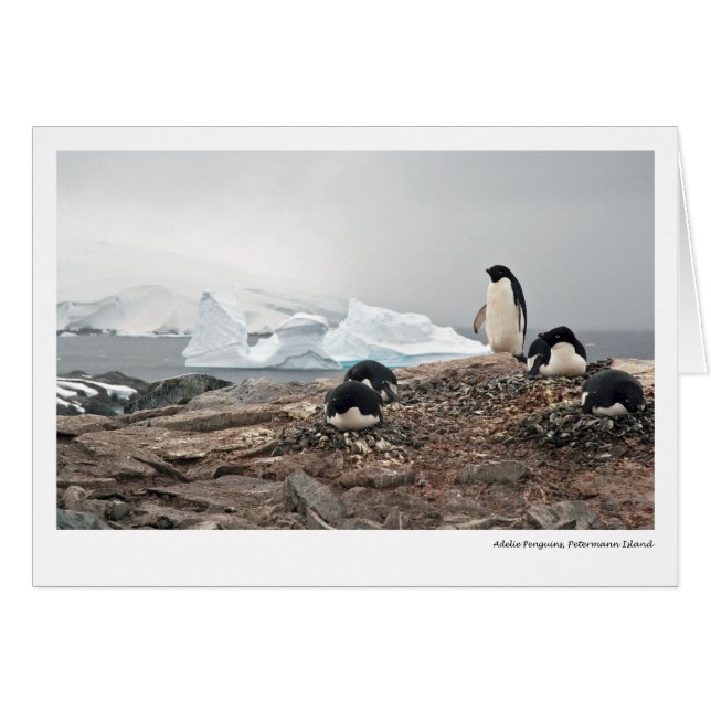 Adelie pinguins, Petermann Island (Voorkant Horizontaal)