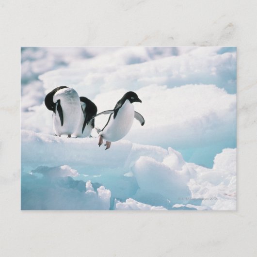 Adelie pinguïns (pygoscelis adeliae) Antarctica Briefkaart (Voorkant)