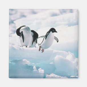Adelie pinguïns (pygoscelis adeliae) Antarctica Magneet