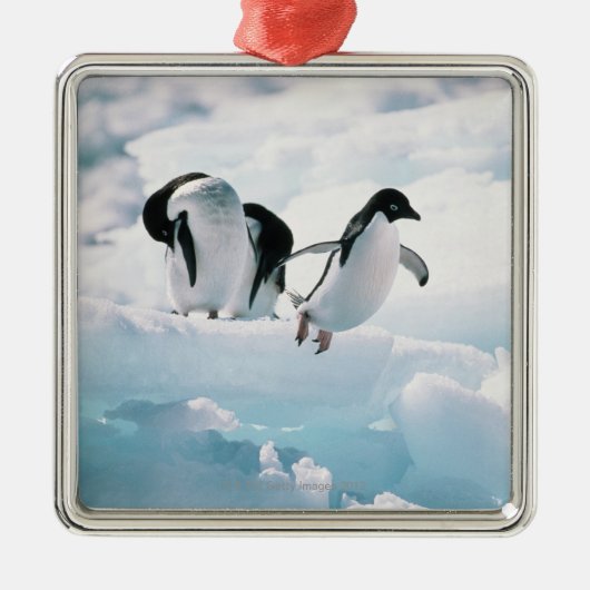 Adelie pinguïns (pygoscelis adeliae) Antarctica Metalen Ornament (Voorkant)