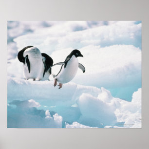 Adelie pinguïns (pygoscelis adeliae) Antarctica Poster