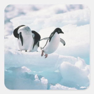 Adelie pinguïns (pygoscelis adeliae) Antarctica Vierkante Sticker