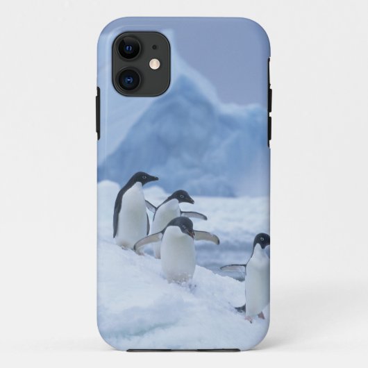 Adelie-pinguïns (Pygoscelis adeliae) op het ijs, Case-Mate iPhone Case (Achterkant)