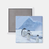 Adelie-pinguïns (Pygoscelis adeliae) op het ijs, Magneet (Voorkant / Achterkant)
