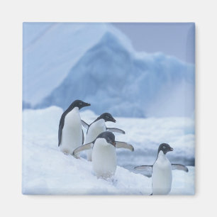 Adelie-pinguïns (Pygoscelis adeliae) op het ijs, Magneet