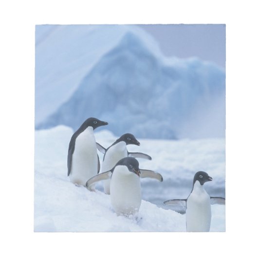 Adelie-pinguïns (Pygoscelis adeliae) op ijs, Notitieblok (Voorkant)