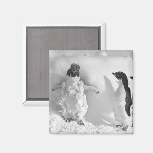 Adeliemanchot Magneet (Voorkant / Achterkant)