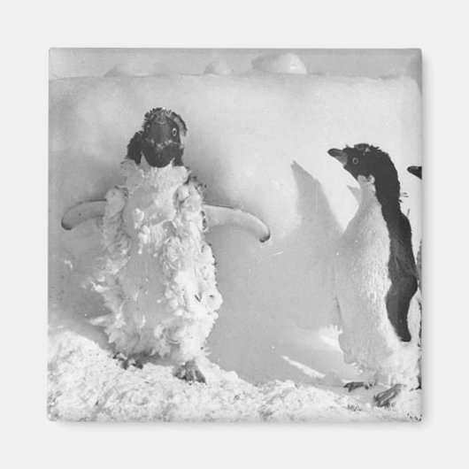 Adeliemanchot Magneet (Voorkant)