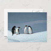 Adelietpinguïns, Antarctica Briefkaart (Voorkant / Achterkant)