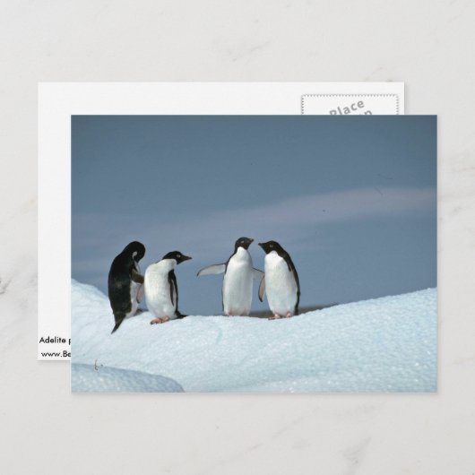 Adelietpinguïns, Antarctica Briefkaart (Voorkant / Achterkant)