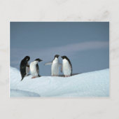 Adelietpinguïns, Antarctica Briefkaart (Voorkant)