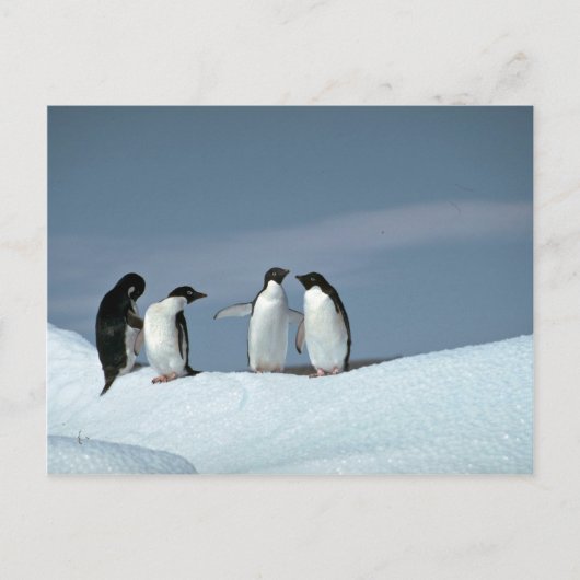 Adelietpinguïns, Antarctica Briefkaart (Voorkant)
