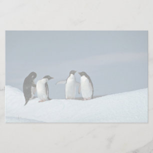 Adelietpinguïns, Antarctica Briefpapier