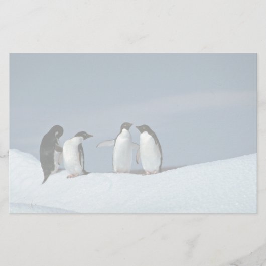 Adelietpinguïns, Antarctica Briefpapier (Voorkant)