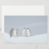 Adelietpinguïns, Antarctica Briefpapier (Voorkant / Achterkant)