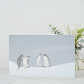 Adelietpinguïns, Antarctica Briefpapier (Staand voorkant)