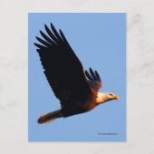 Adembenemende Bald Eagle tijdens de winterzonsonde Briefkaart (Voorkant)