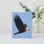 Adembenemende Bald Eagle tijdens de winterzonsonde Briefkaart (Staand voorkant)