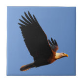 Adembenemende Bald Eagle tijdens de winterzonsonde Tegeltje (Voorkant)