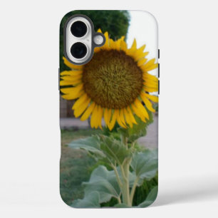 Adembenemende Natuurlijke Zonnebloem Gouden Stra iPhone 16 Plus Hoesje