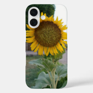 Adembenemende Natuurlijke Zonnebloem   Gouden Stra iPhone 16 Hoesje
