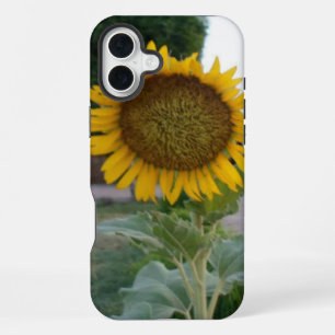 Adembenemende Natuurlijke Zonnebloem Gouden Stra iPhone 16 Plus Hoesje