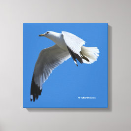 Adembenemende Ringbandmeeuw in vlucht Canvas Afdruk