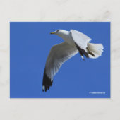 Adembenemende ringvormige meeuw in de vlucht briefkaart (Voorkant)