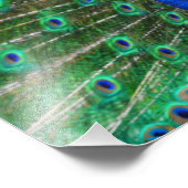 Ademhalend Peacock Afbeelding Foto Afdruk (Hoek)