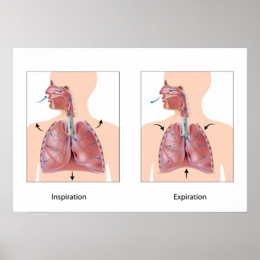 Ademhaling: Poster voor inspiratieafloop (Voorkant)