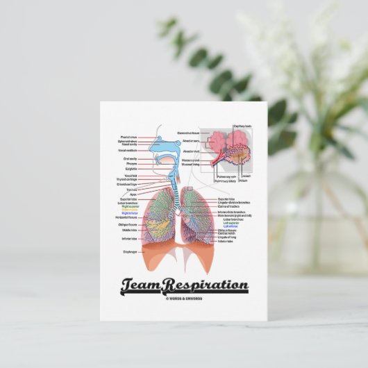 Ademhalingsstelsel (Team Respiratory System) Briefkaart (Staand voorkant)