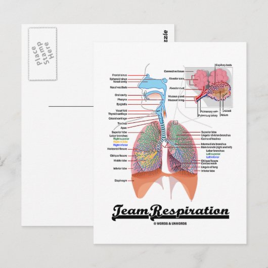 Ademhalingsstelsel (Team Respiratory System) Briefkaart (Voorkant / Achterkant)
