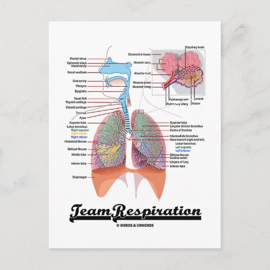 Ademhalingsstelsel (Team Respiratory System) Briefkaart (Voorkant)