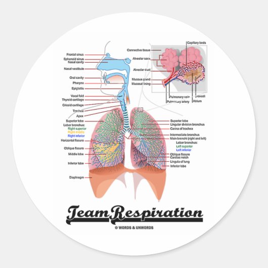 Ademhalingsstelsel (Team Respiratory System) Ronde Sticker (Voorkant)